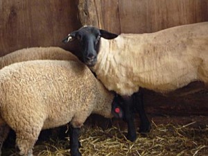 くずまき高原牧場の羊