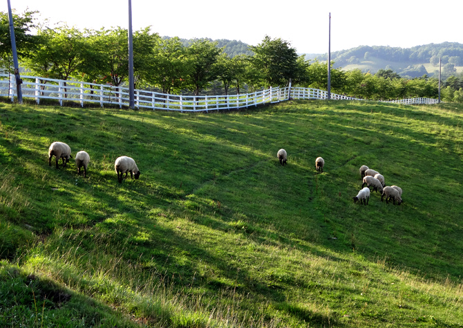くずまき高原牧場　羊の放牧